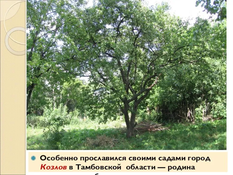 Особенно прославился своими садами город Козлов в Тамбовской области — родина антоновских яблок.