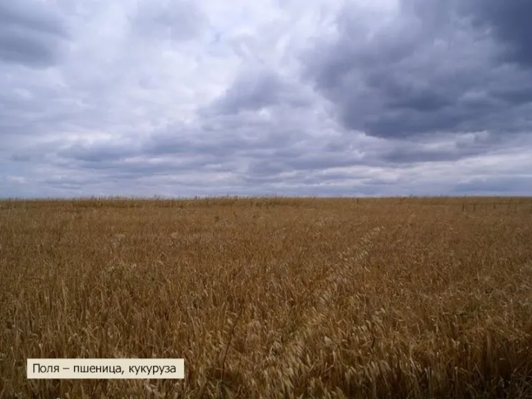 Поля – пшеница, кукуруза