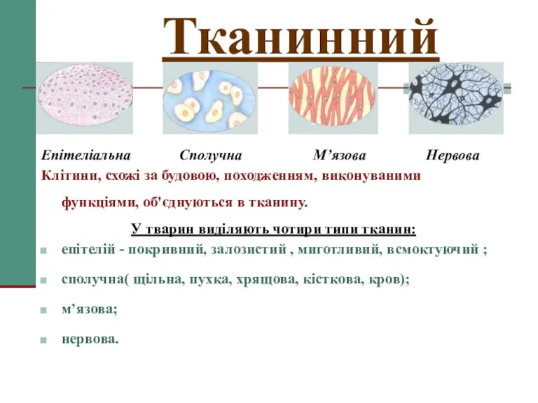 Тканинний Епітеліальна Сполучна М’язова Нервова Клітини, схожі за будовою, походженням,