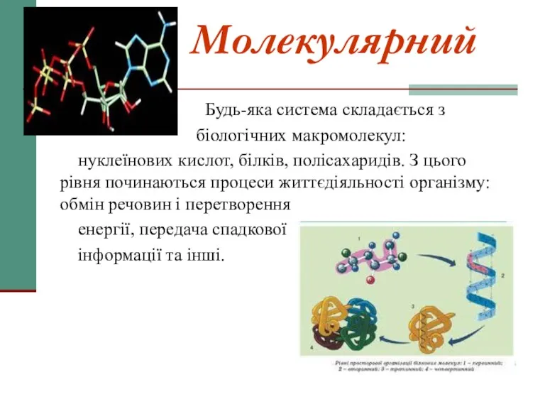 Молекулярний Будь-яка система складається з біологічних макромолекул: нуклеїнових кислот, білків,