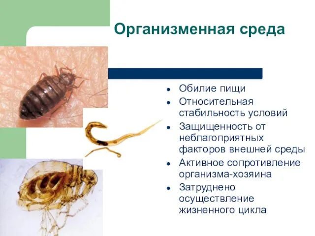 Организменная среда Обилие пищи Относительная стабильность условий Защищенность от неблагоприятных