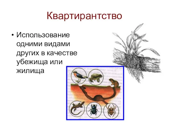 Квартирантство Использование одними видами других в качестве убежища или жилища