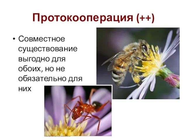 Протокооперация (++) Совместное существование выгодно для обоих, но не обязательно для них