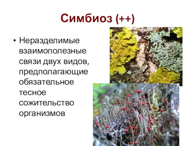 Симбиоз (++) Неразделимые взаимополезные связи двух видов, предполагающие обязательное тесное сожительство организмов