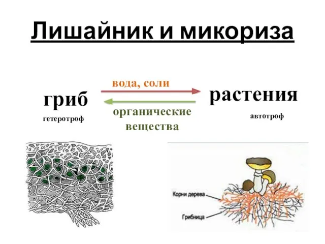 гриб растения вода, соли органические вещества гетеротроф автотроф Лишайник и микориза
