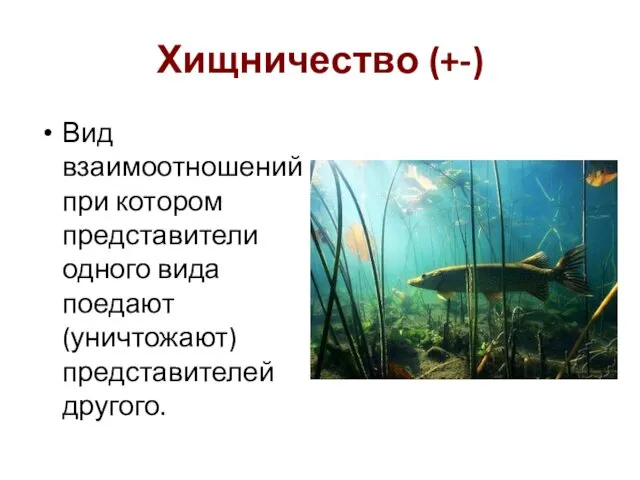 Хищничество (+-) Вид взаимоотношений при котором представители одного вида поедают (уничтожают) представителей другого.