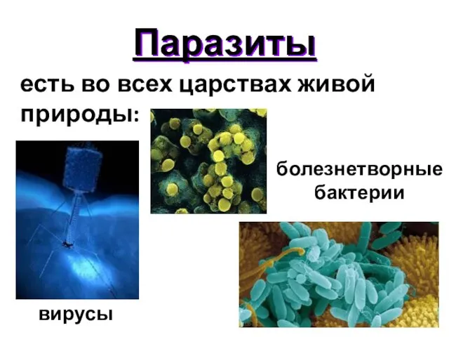 Паразиты есть во всех царствах живой природы: вирусы болезнетворные бактерии