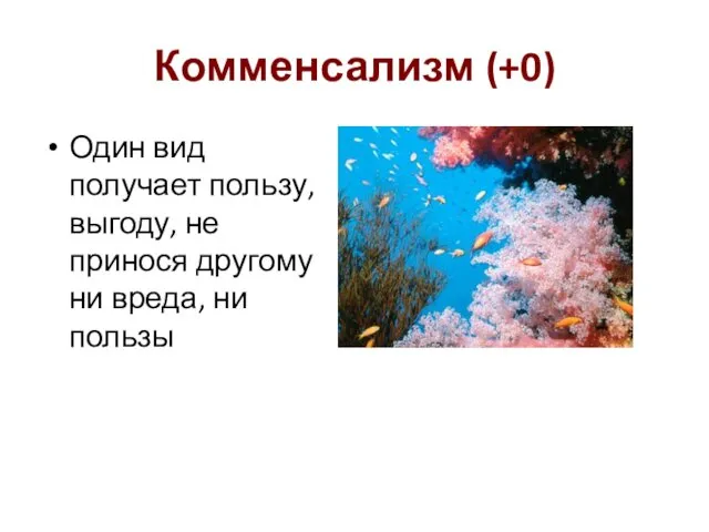 Комменсализм (+0) Один вид получает пользу, выгоду, не принося другому ни вреда, ни пользы