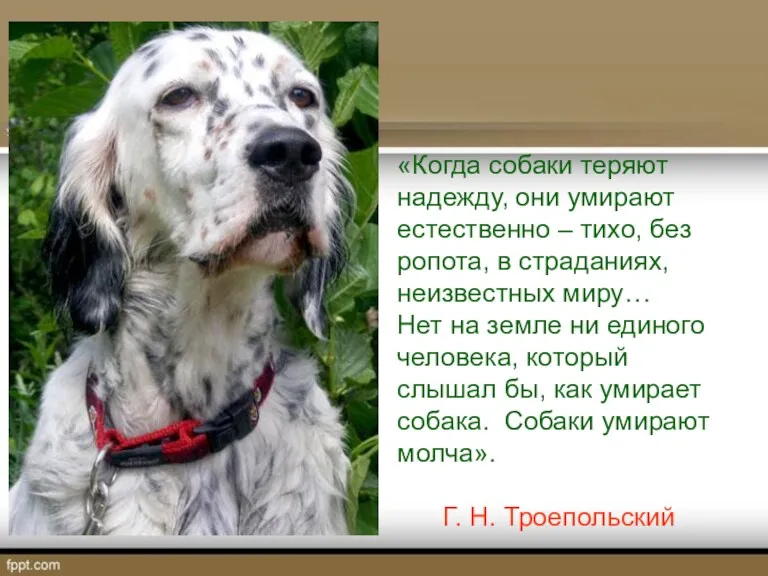 «Когда собаки теряют надежду, они умирают естественно – тихо, без