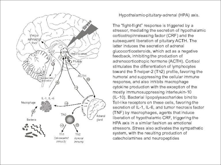 Hypothalamic-pituitary-adrenal (HPA) axis. The “fight-flight” response is triggered by a