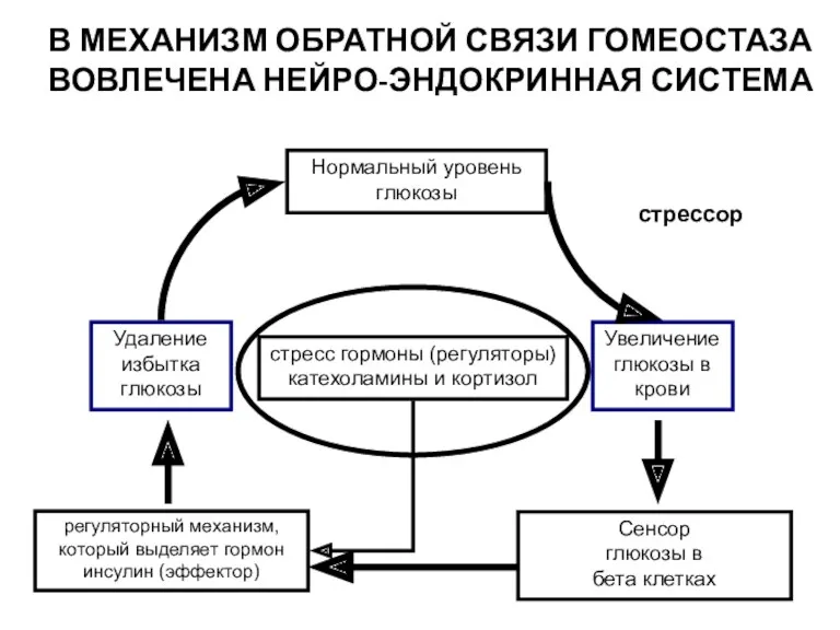 В МЕХАНИЗМ ОБРАТНОЙ СВЯЗИ ГОМЕОСТАЗА ВОВЛЕЧЕНА НЕЙРО-ЭНДОКРИННАЯ СИСТЕМА регуляторный механизм,