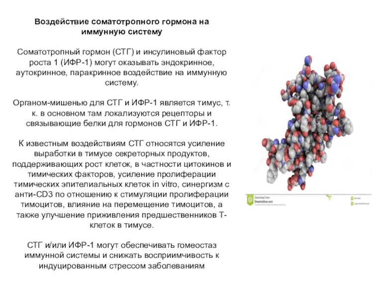 Воздействие соматотропного гормона на иммунную систему Соматотропный гормон (СТГ) и