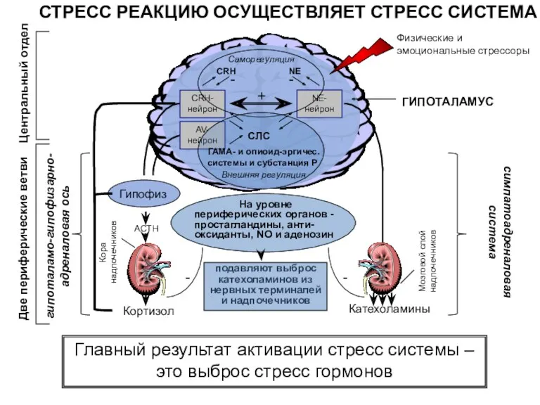 СТРЕСС РЕАКЦИЮ ОСУЩЕСТВЛЯЕТ СТРЕСС СИСТЕМА ГИПОТАЛАМУС Физические и эмоциональные стрессоры