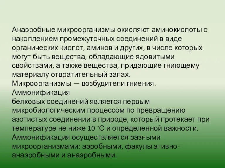 Анаэробные микроорганизмы окисляют аминокислоты с накоплением промежуточных соединений в виде