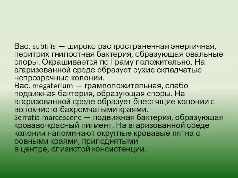 Вас. subtilis — широко распространенная энергичная, перитрих гнилостная бактерия, образующая