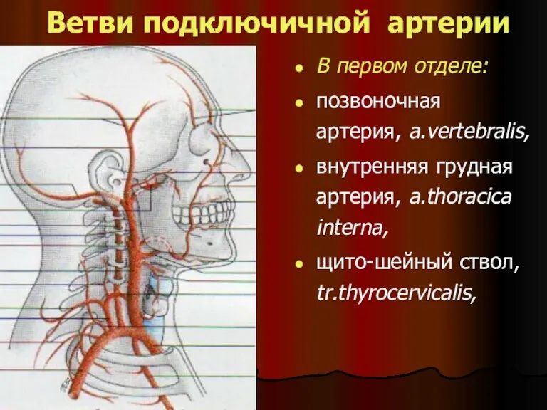 Ветви подключичной артерии В первом отделе: позвоночная артерия, a.vertebralis, внутренняя