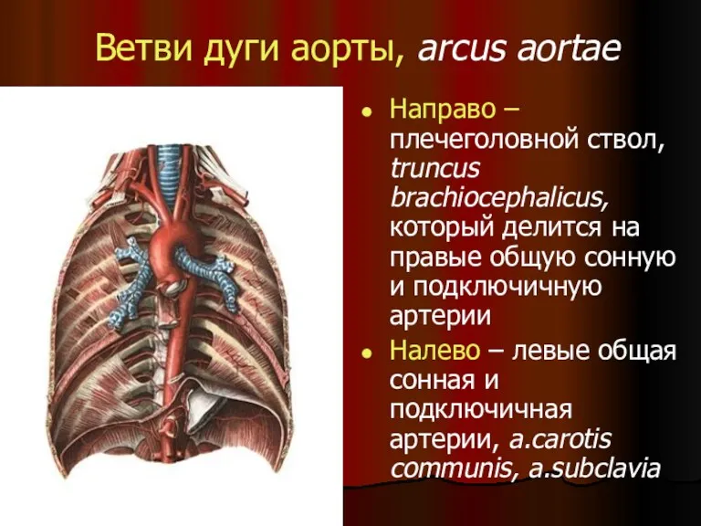 Ветви дуги аорты, arcus aortae Направо – плечеголовной ствол, truncus