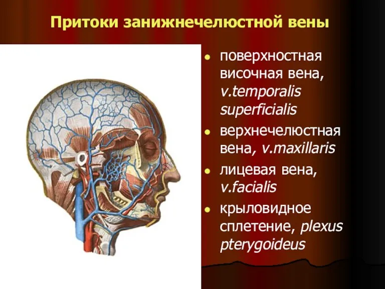 Притоки занижнечелюстной вены поверхностная височная вена, v.temporalis superficialis верхнечелюстная вена,