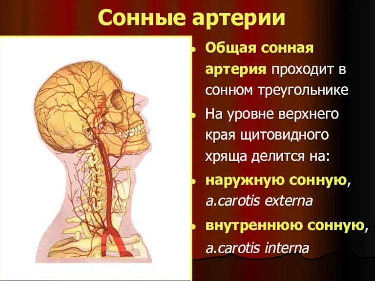 Сонные артерии Общая сонная артерия проходит в сонном треугольнике На