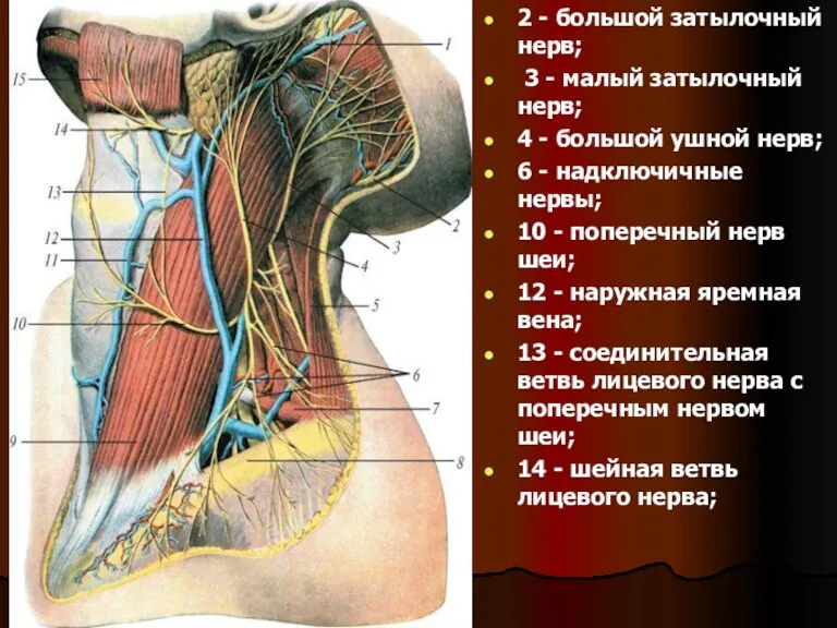 2 - большой затылочный нерв; 3 - малый затылочный нерв;