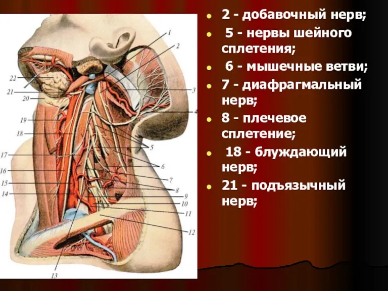 2 - добавочный нерв; 5 - нервы шейного сплетения; 6