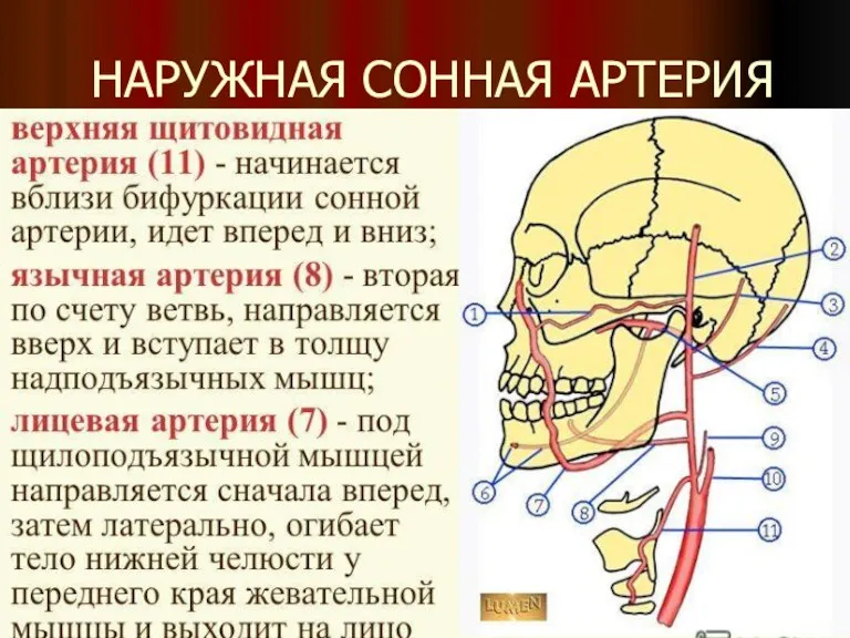 НАРУЖНАЯ СОННАЯ АРТЕРИЯ