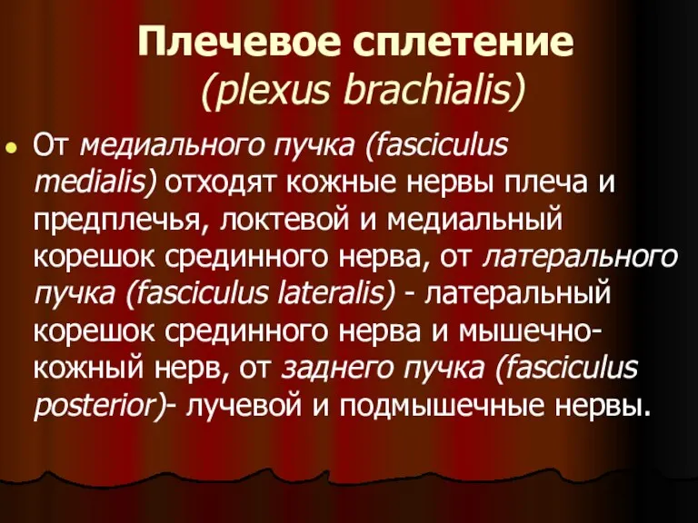 Плечевое сплетение (plexus brachialis) От медиального пучка (fasciculus medialis) отходят