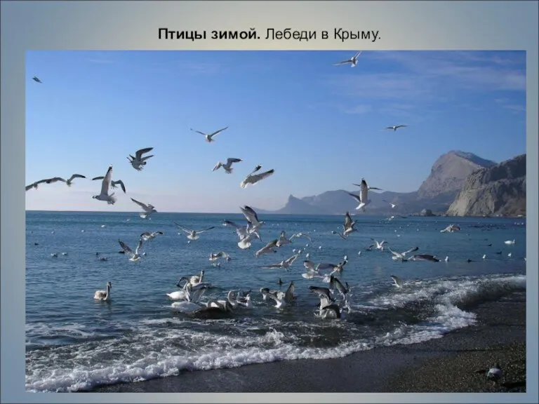 Птицы зимой. Лебеди в Крыму.