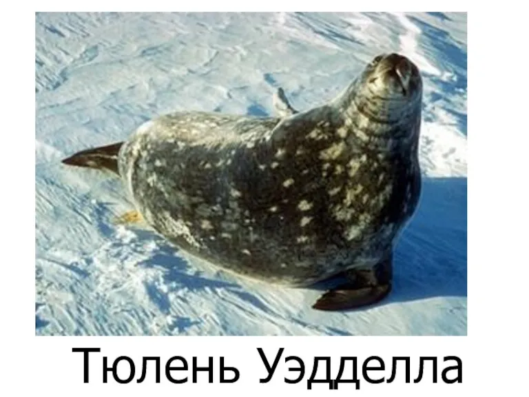 Тюлень Уэдделла
