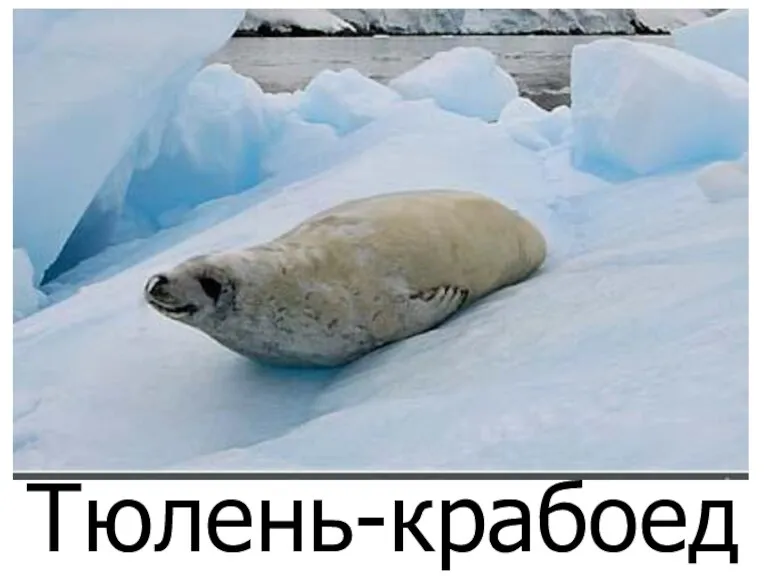 Тюлень-крабоед