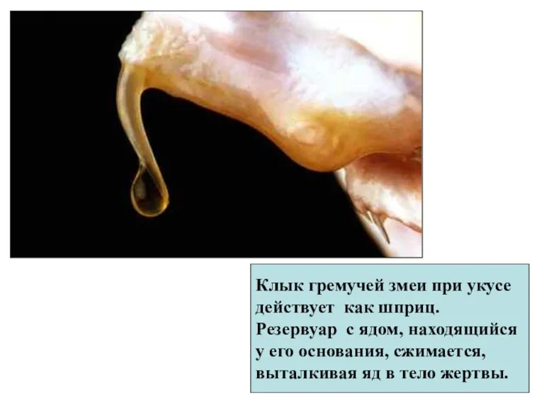 Клык гремучей змеи при укусе действует как шприц. Резервуар с
