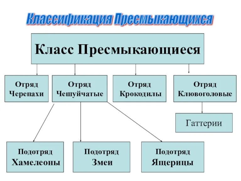 Отряд Черепахи Отряд Чешуйчатые Отряд Крокодилы Отряд Клювоголовые Гаттерии Подотряд