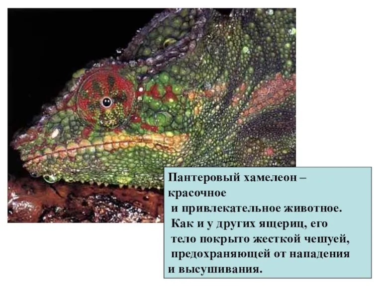 Пантеровый хамелеон – красочное и привлекательное животное. Как и у