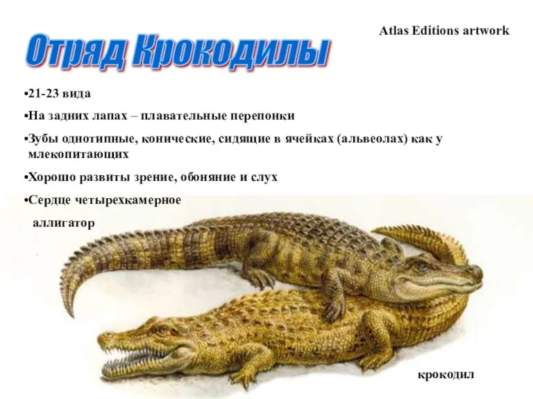 Отряд Крокодилы крокодил Atlas Editions artwork аллигатор 21-23 вида На