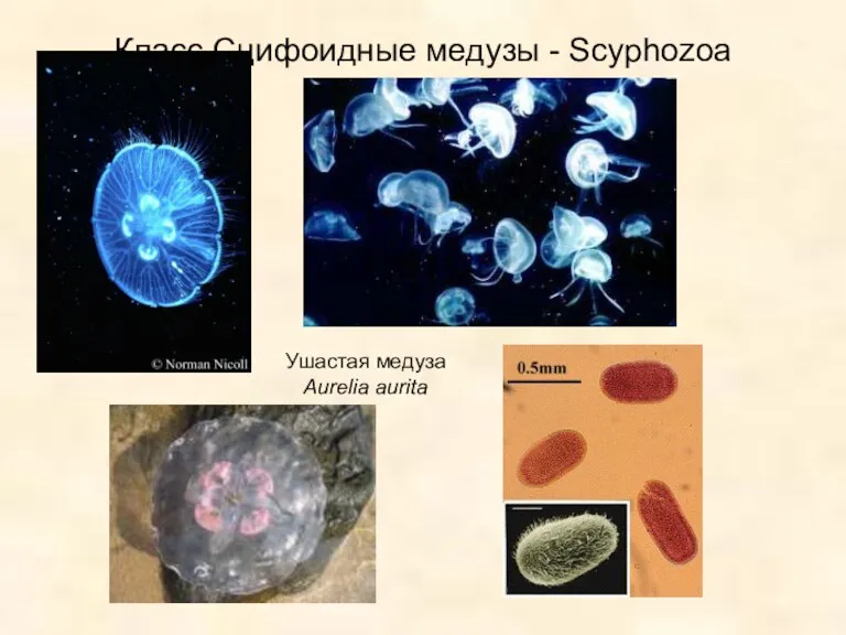 Класс Сцифоидные медузы - Scyphozoa Ушастая медуза Aurelia aurita