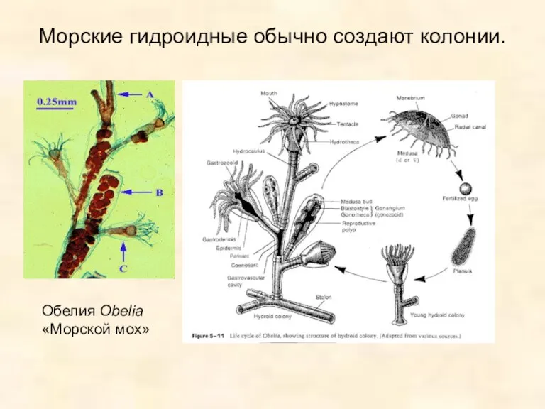 Морские гидроидные обычно создают колонии. Обелия Obelia «Морской мох»