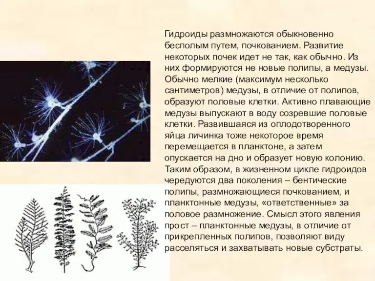Гидроиды размножаются обыкновенно бесполым путем, почкованием. Развитие некоторых почек идет