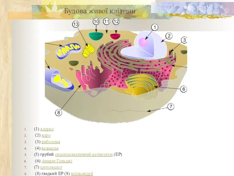 (1) ядерце (2) ядро (3) рибосома (4) везикула (5) грубий ендоплазматичний ретикулум (ЕР)