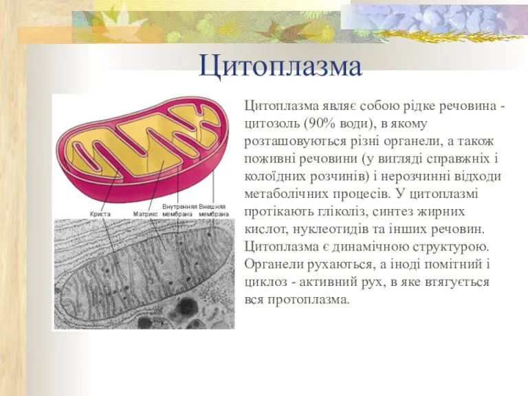 Цитоплазма Цитоплазма являє собою рідке речовина - цитозоль (90% води), в якому розташовуються