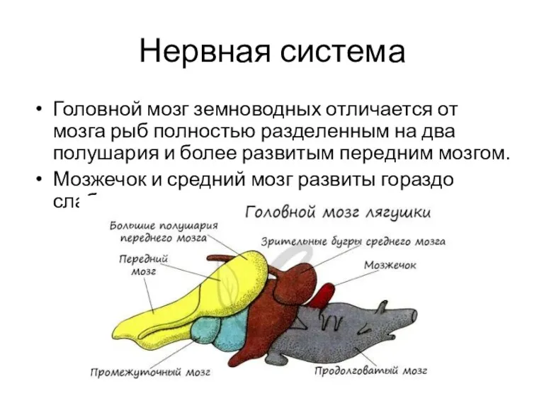 Нервная система Головной мозг земноводных отличается от мозга рыб полностью