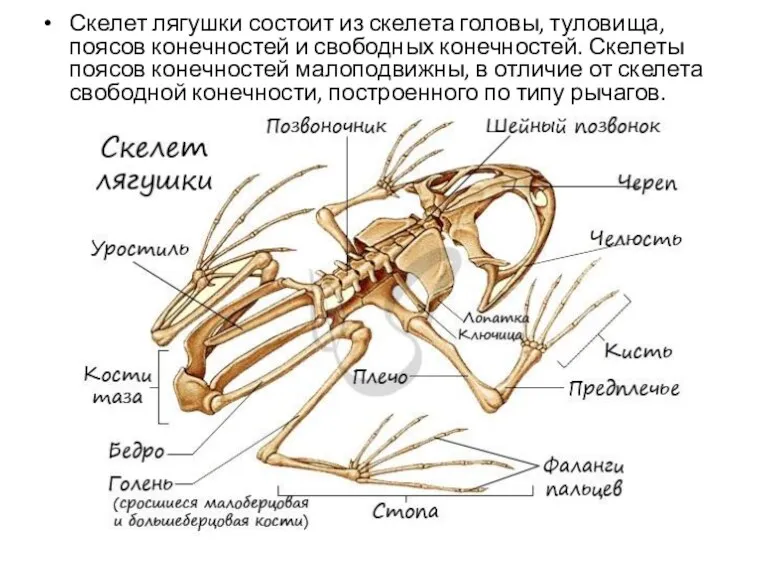 Скелет лягушки состоит из скелета головы, туловища, поясов конечностей и свободных конечностей. Скелеты