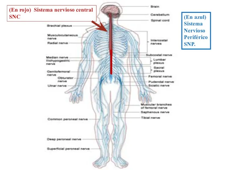 (En rojo) Sistema nervioso central SNC (En azul) Sistema Nervioso Periférico SNP.