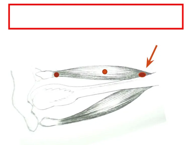 Propioceptores 2 Golgi En Tendones (estiramientos) musculo Golgi Golgi 1 Anuloespiral En Medio (contracciones)