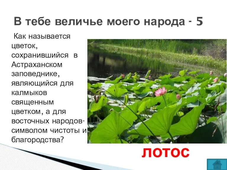 Как называется цветок, сохранившийся в Астраханском заповеднике, являющийся для калмыков священным цветком, а