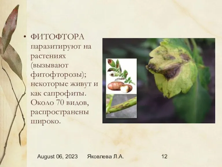 August 06, 2023 Яковлева Л.А. ФИТОФТОРА паразитируют на растениях (вызывают