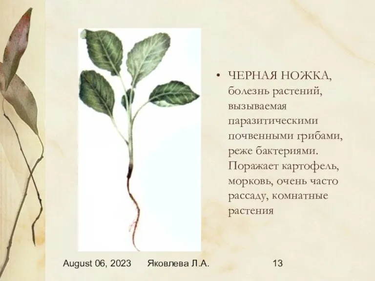 August 06, 2023 Яковлева Л.А. ЧЕРНАЯ НОЖКА, болезнь растений, вызываемая паразитическими почвенными грибами,