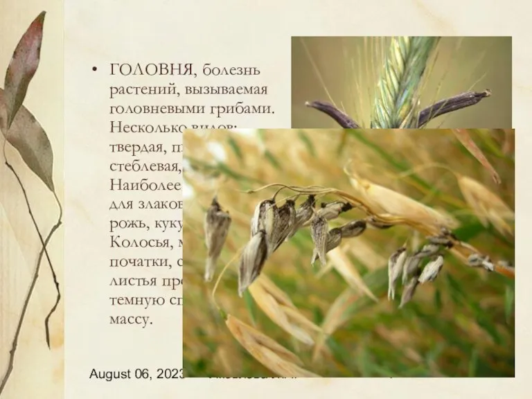 August 06, 2023 Яковлева Л.А. ГОЛОВНЯ, болезнь растений, вызываемая головневыми грибами. Несколько видов: