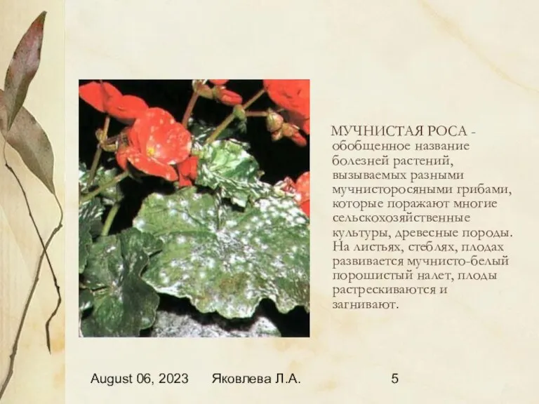 August 06, 2023 Яковлева Л.А. МУЧНИСТАЯ РОСА - обобщенное название болезней растений, вызываемых