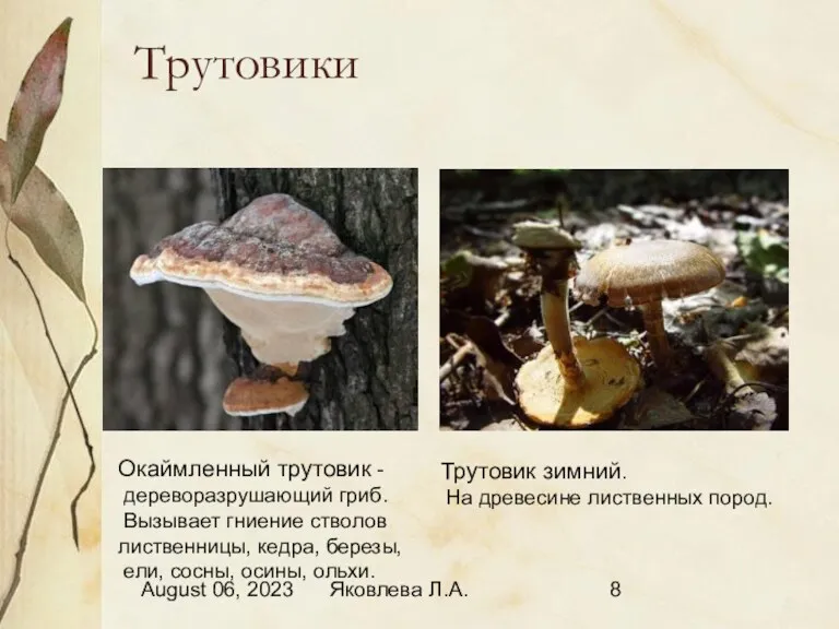 August 06, 2023 Яковлева Л.А. Трутовики Окаймленный трутовик - дереворазрушающий гриб. Вызывает гниение