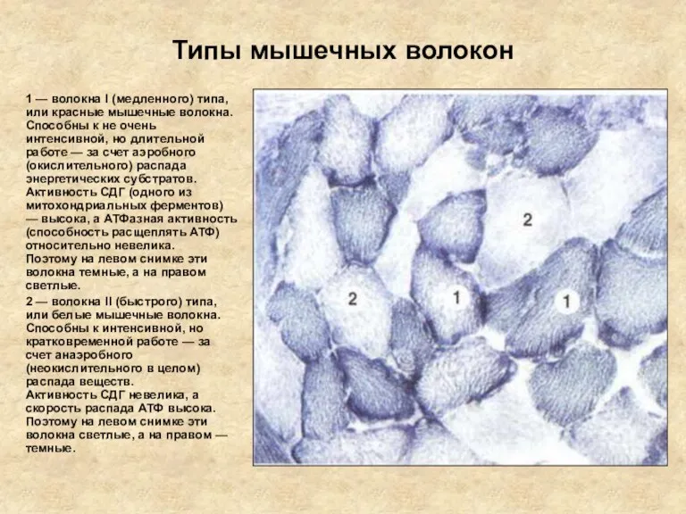 Типы мышечных волокон 1 — волокна I (медленного) типа, или